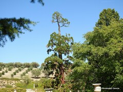 Sequoiadendron giganteum