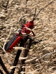 Phymateus morbillosus