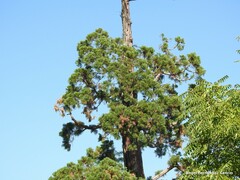 Sequoiadendron giganteum