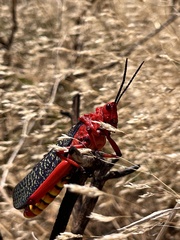 Phymateus morbillosus