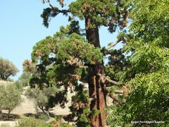 Sequoiadendron giganteum