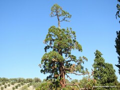 Sequoiadendron giganteum