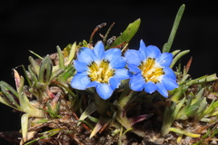 Gentiana sedifolia