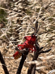 Phymateus morbillosus