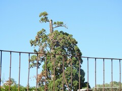 Sequoiadendron giganteum