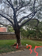 Ficus microcarpa microcarpa