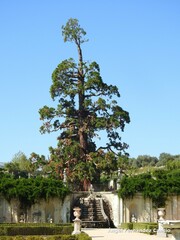 Sequoiadendron giganteum