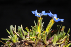 Gentiana sedifolia