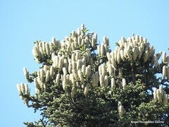 Abies pinsapo