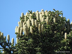 Abies pinsapo