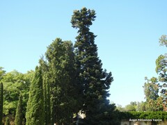 Abies pinsapo