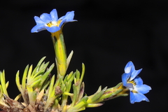 Gentiana sedifolia