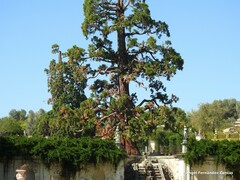 Sequoiadendron giganteum