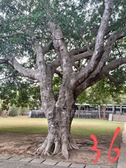 Ficus microcarpa microcarpa
