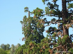 Sequoiadendron giganteum