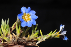 Gentiana sedifolia