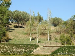 Populus alba