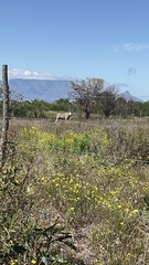 Tragelaphus oryx oryx