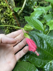 Malvaviscus arboreus