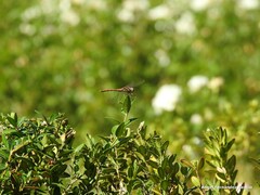 Sympetrum striolatum