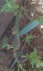 Drimia elata