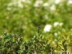 Sympetrum striolatum
