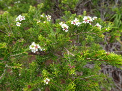 Sannantha leratii