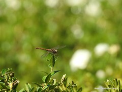Sympetrum striolatum