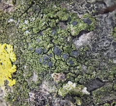 Scoliciosporum chlorococcum
