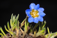 Gentiana sedifolia