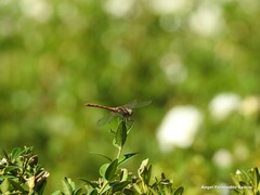 Sympetrum striolatum
