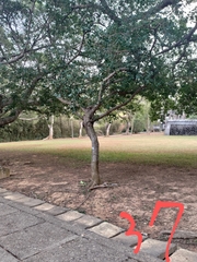 Ficus microcarpa microcarpa