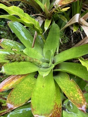 Tillandsioideae