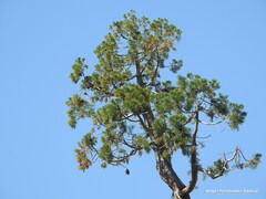 Sequoiadendron giganteum