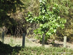 Populus × canescens