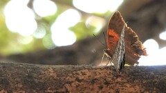 Charaxes psaphon