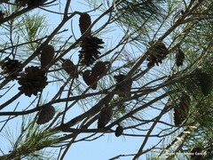 Pinus halepensis