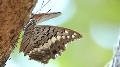 Charaxes solon