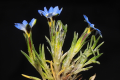 Gentiana sedifolia