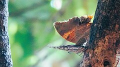 Charaxes psaphon