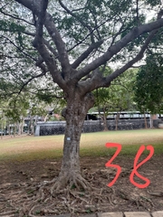 Ficus microcarpa microcarpa