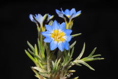 Gentiana sedifolia