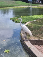 Ardea alba