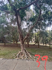 Ficus microcarpa microcarpa