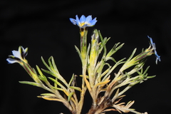 Gentiana sedifolia