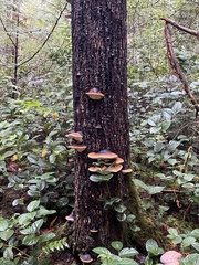 Fomitopsis mounceae