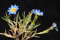 Gentiana sedifolia
