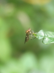 Holcocephala