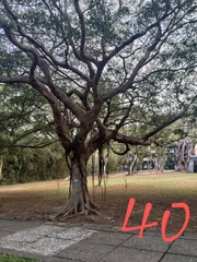 Ficus microcarpa microcarpa