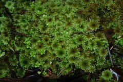 Mniodendron comatum